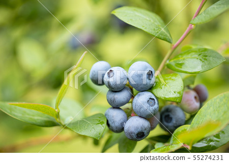 It was about to eat, blueberry It was about to eat, blueberry 55274231