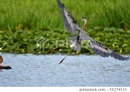 Great Blue Heron Flying Bar-Navi-Lake British Columbia Canada 55274515