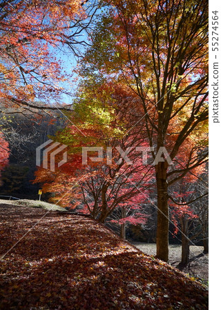 Minowa水壩,湖Momiji秋葉風景 Minowa水壩,湖Momiji秋葉風景 55274564