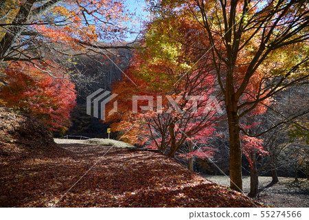 Minowa水壩,湖Momiji秋葉風景 Minowa水壩,湖Momiji秋葉風景 55274566
