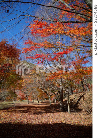 Minowa水壩,湖Momiji秋葉風景 Minowa水壩,湖Momiji秋葉風景 55274569