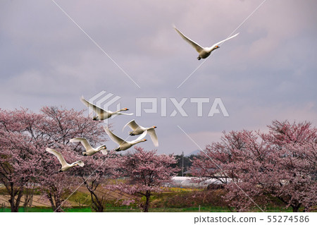 The spring of Okebana Oike The spring of Okebana Oike 55274586