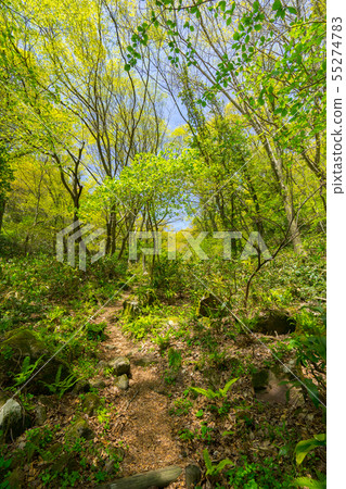 Scenery of the mountain trail "Mt. Sanbe" which is famous for Shimane! (Iinan-cho, Iiishi-gun, Shimane Prefecture) * Shooting position in the comment section of the work Scenery of the mountain trail "Mt. Sanbe" which is famous for Shimane! (Iinan-cho, Iiishi-gun, Shimane Prefecture) * Shooting position in the comment section of the work 55274783