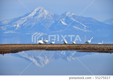 Swan in Lake Inawashiro 55275017