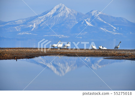 Swan in Lake Inawashiro Swan in Lake Inawashiro 55275018