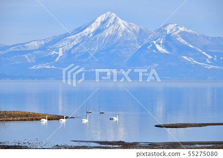 Swan in Lake Inawashiro Swan in Lake Inawashiro 55275080