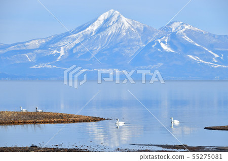 Swan in Lake Inawashiro Swan in Lake Inawashiro 55275081