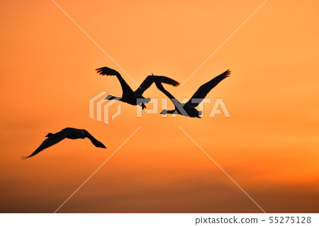 Swan in Lake Inawashiro 55275128