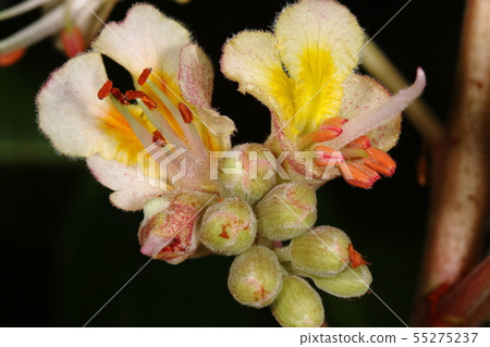 Natural plant Safflower blossom blooms beautiful male flowers and bisexual flowers in the inflorescence around May 55275237