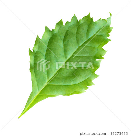 Green leaf on a white background 55275453