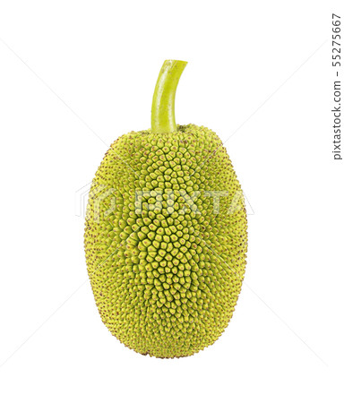 Green jackfruit isolated on white background 55275667