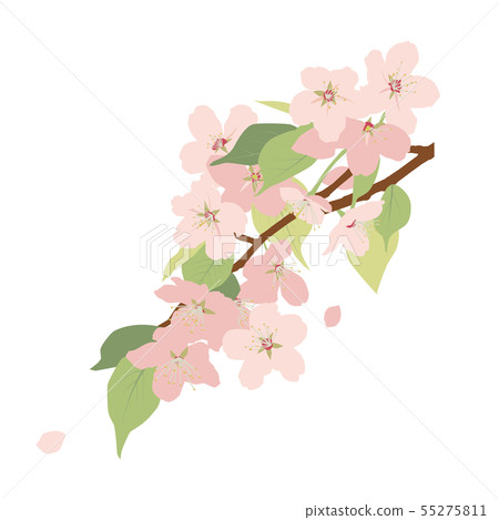 Leaves cherry tree 55275811