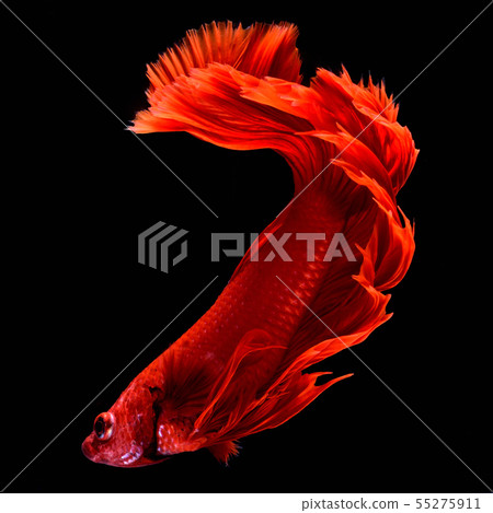 Red fighting fish. 55275911
