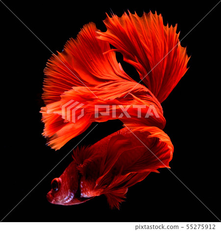 Red fighting fish. Red fighting fish. 55275912