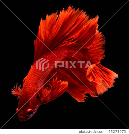 Red fighting fish. Red fighting fish. 55275973