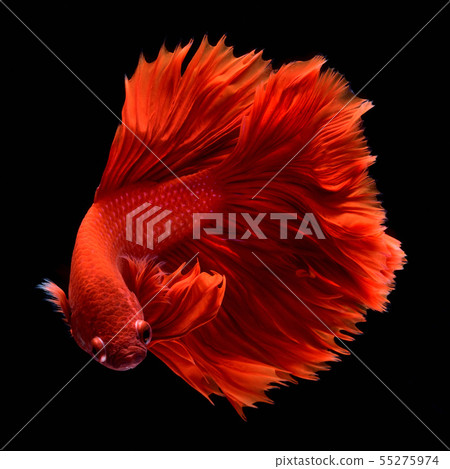 Red fighting fish. Red fighting fish. 55275974