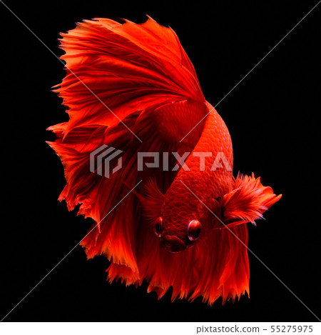 Red fighting fish. Red fighting fish. 55275975
