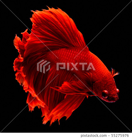 Red fighting fish. Red fighting fish. 55275976