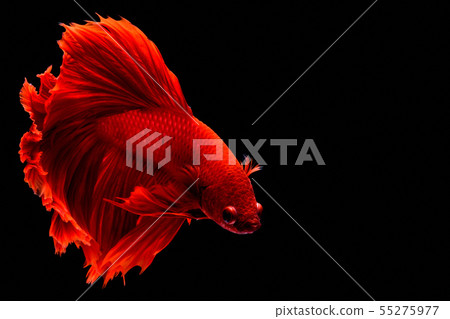 Red fighting fish. Red fighting fish. 55275977