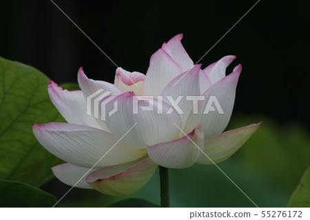 蓮花 55276172