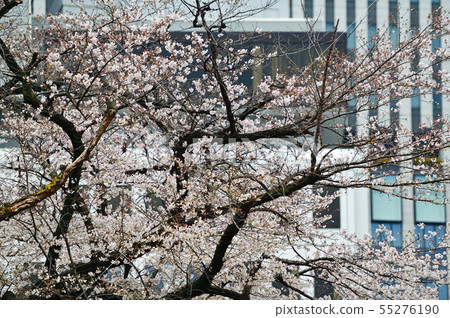 都市風景東京九段 55276190