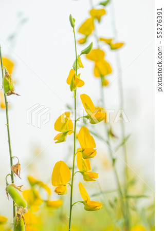 beautiful yellow sunhemp flower in nature beautiful yellow sunhemp flower in nature 55276391