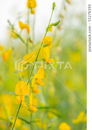 beautiful yellow sunhemp flower in nature beautiful yellow sunhemp flower in nature 55276393