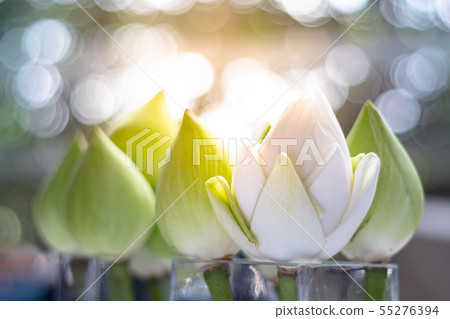 bouquets of white lotus flowers in glass jur with bouquets of white lotus flowers in glass jur with 55276394