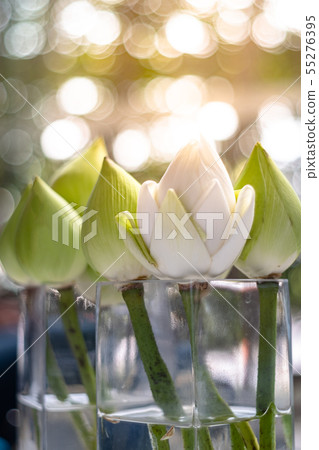bouquets of white lotus flowers in glass jur with bouquets of white lotus flowers in glass jur with 55276395