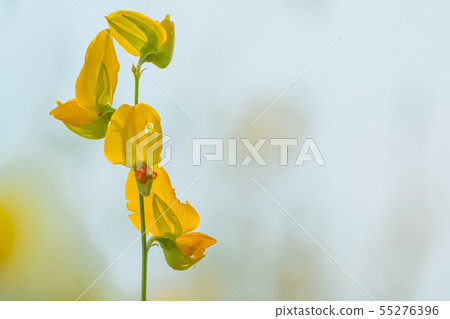 beautiful yellow sunhemp flower in nature beautiful yellow sunhemp flower in nature 55276396
