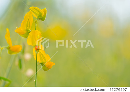 beautiful yellow sunhemp flower in nature beautiful yellow sunhemp flower in nature 55276397
