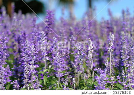 closeup beautiful fernleaf lavender flower. closeup beautiful fernleaf lavender flower. 55276398