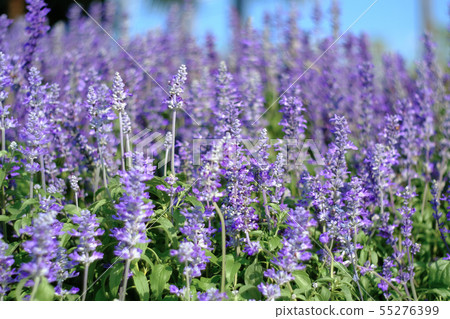 closeup beautiful fernleaf lavender flower. closeup beautiful fernleaf lavender flower. 55276399