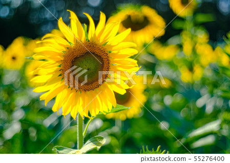 beautiful sunflowers blooming in field nature 55276400