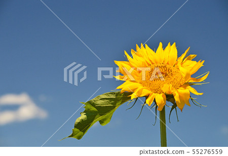 向日葵在風中 55276559