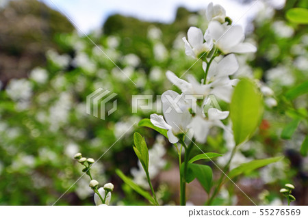 Cityscape Tokyo Kudan 55276569