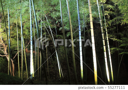 Rikugien that was lighted up Bunkyo Ward, Tokyo Rikugien that was lighted up Bunkyo Ward, Tokyo 55277111