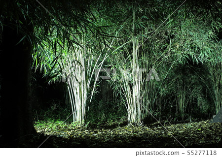 Rikugien that was lighted up Bunkyo Ward, Tokyo 55277118
