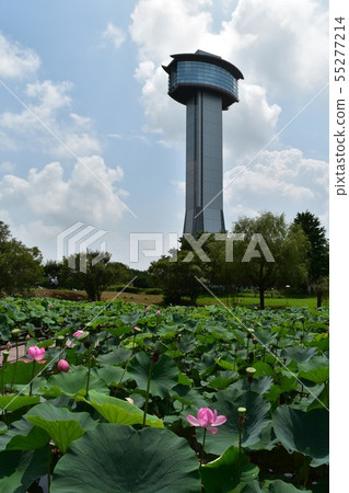 Gyoda City古老蓮花村 Gyoda City古老蓮花村 55277214