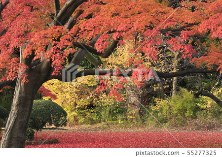 Rikugien that was lighted up Bunkyo Ward, Tokyo Rikugien that was lighted up Bunkyo Ward, Tokyo 55277325