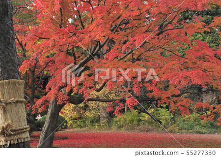 東京文京區被點燃的Rikugien 55277330