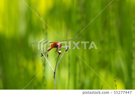 Swamp red dragonfly 55277447