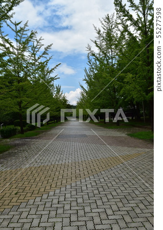 Chichibu muse park of summer 55277598