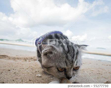 Scottish fold cat wearing a shirt at the beach. Scottish fold cat wearing a shirt at the beach. 55277730