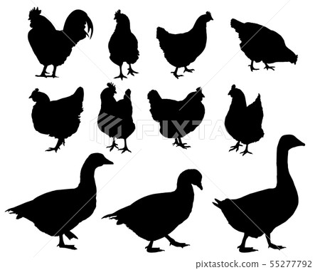 Set of realistic vector silhouettes blind, cock Set of realistic vector silhouettes blind, cock 55277792
