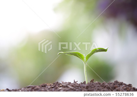 Young green sapling planting with water drop dew Young green sapling planting with water drop dew 55278636