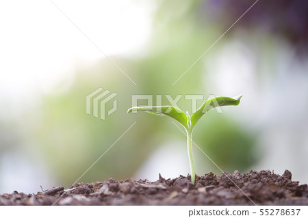 Young green sapling planting with water drop dew Young green sapling planting with water drop dew 55278637