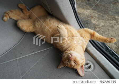 Cat, stray cat, tea tiger, charbo, sleeping face, rainy season, sleeping phase, cute 55280135