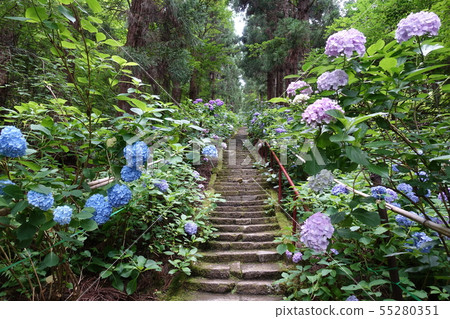 Ajisai approach road Shiobunshudo 55280351