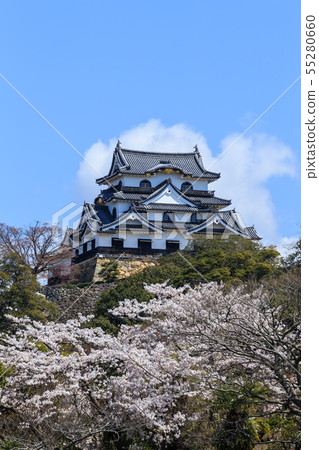 国宝彦根城と満開の桜 55280660
